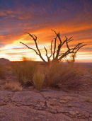 Lead Wood Sunset